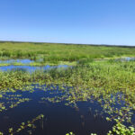 humedales_faule_portada